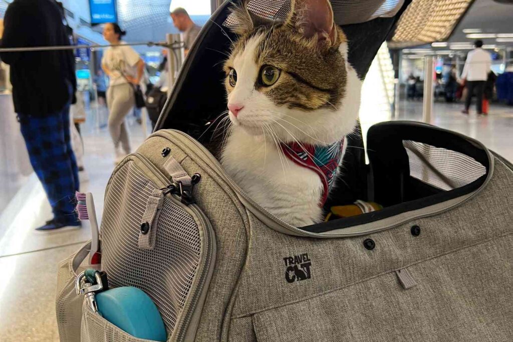 Intercontinental Logistics (Confort cat Carrier Bags)
